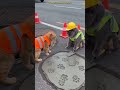 Hilarious Cat Construction Crew: Paw-some Mishap Revealed! You Won't Believe This!