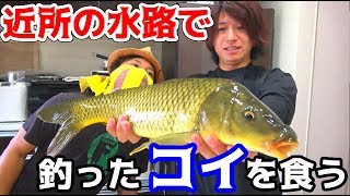近所の水路のコイの身は臭い？臭くない？