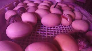 Baby Chickens hatching - Time lapse - Part 1