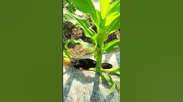 simple smart tool to remove unproductive corn plant shoots #shorts