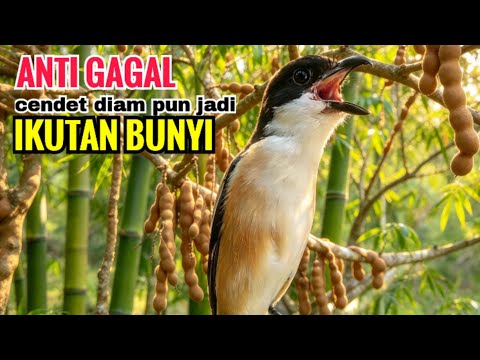toet toet cendet gacor suara ALAMI yang bikin cendet diampun pastikan ikutan bunyi dengar suara ini