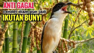 Download lagu toet toet cendet gacor suara ALAMI yang bikin cendet diampun pastikan ikutan bunyi dengar suara ini
