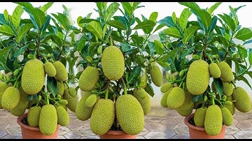 Jackfruit trees fruit to get real results 100% Can You Grow a Tree with Just Kitchen Stuff !