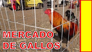 🇲🇽 Mercado de gallos en México 🇲🇽