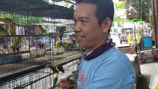 Knowing Lovebird Birds Closely screenshot 3