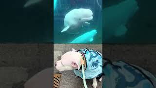 Beluga whale screams and scares service dog