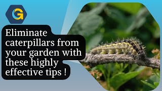 Eliminate caterpillars from your garden with these highly effective tips !