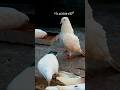 Top hai falyer pigeon 🕊️ Mashallah @ uk birds 677 #pigeon #kabutar #kabootar
