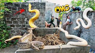 Brave Expert Rescues Ethnic Girl From Giant White Python Attack In Abandoned House
