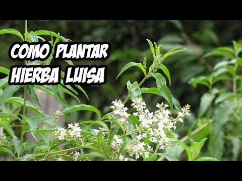 Video: Cómo cultivar hierba debajo de un árbol