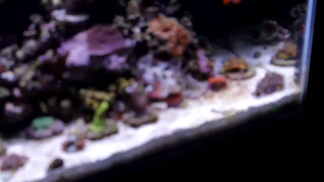 Red Fin Wasp fish Eating YouTube