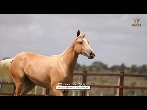 38   QUEEN RANIA STEEL