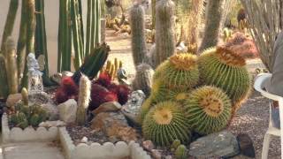 Full Xeriscaping and Growing Cactus Guide