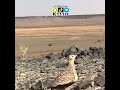 صوت القطا صوت القطا