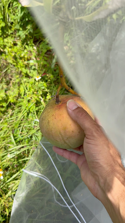 Venus mango