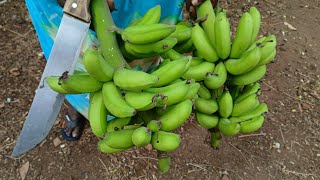 Harvesting #bananas in kenya 🇰🇪 East Africa #roasting meat, #lizard scared me terribly. 