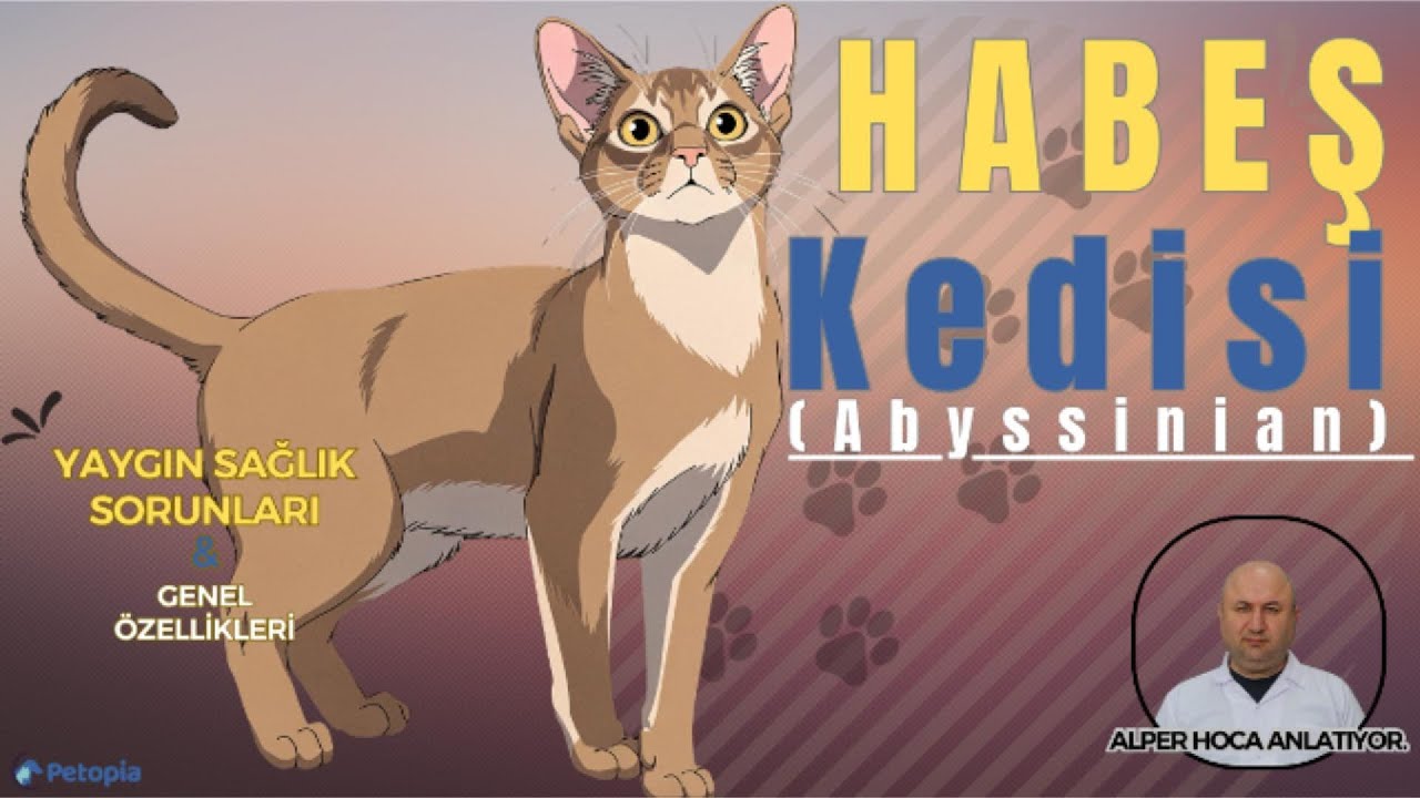 Habeş Kedisi Yaygın Sağlık Sorunları