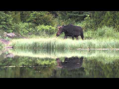 The Wolves and Moose of Isle Royale