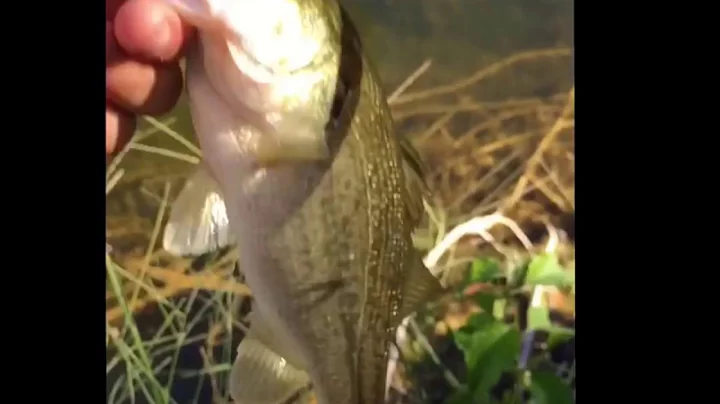 WADE FISHING IN THE PALUXY FOR BASS!!