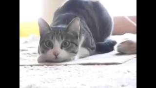 Танец кота Танец кота