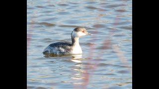 Owls, Ducks, and Fluffy Muskrats at Magee Marsh
