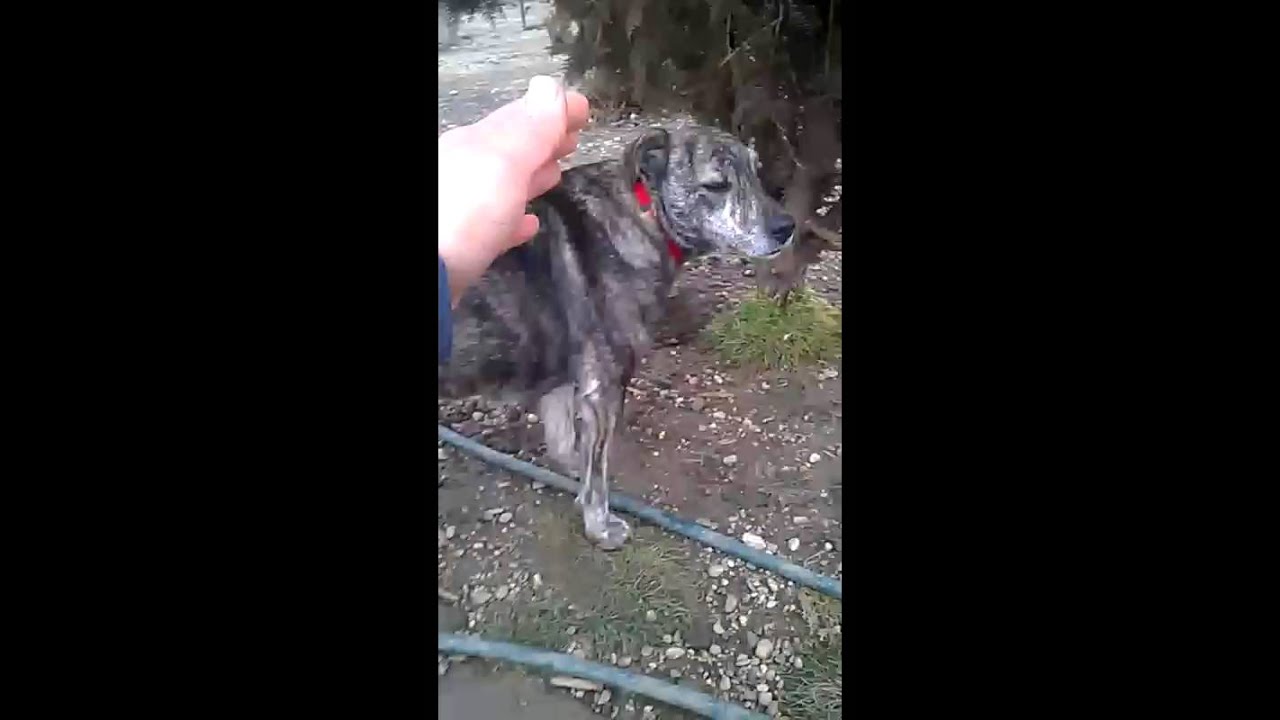 Badger - so beautiful but still a little shy stray dogs article