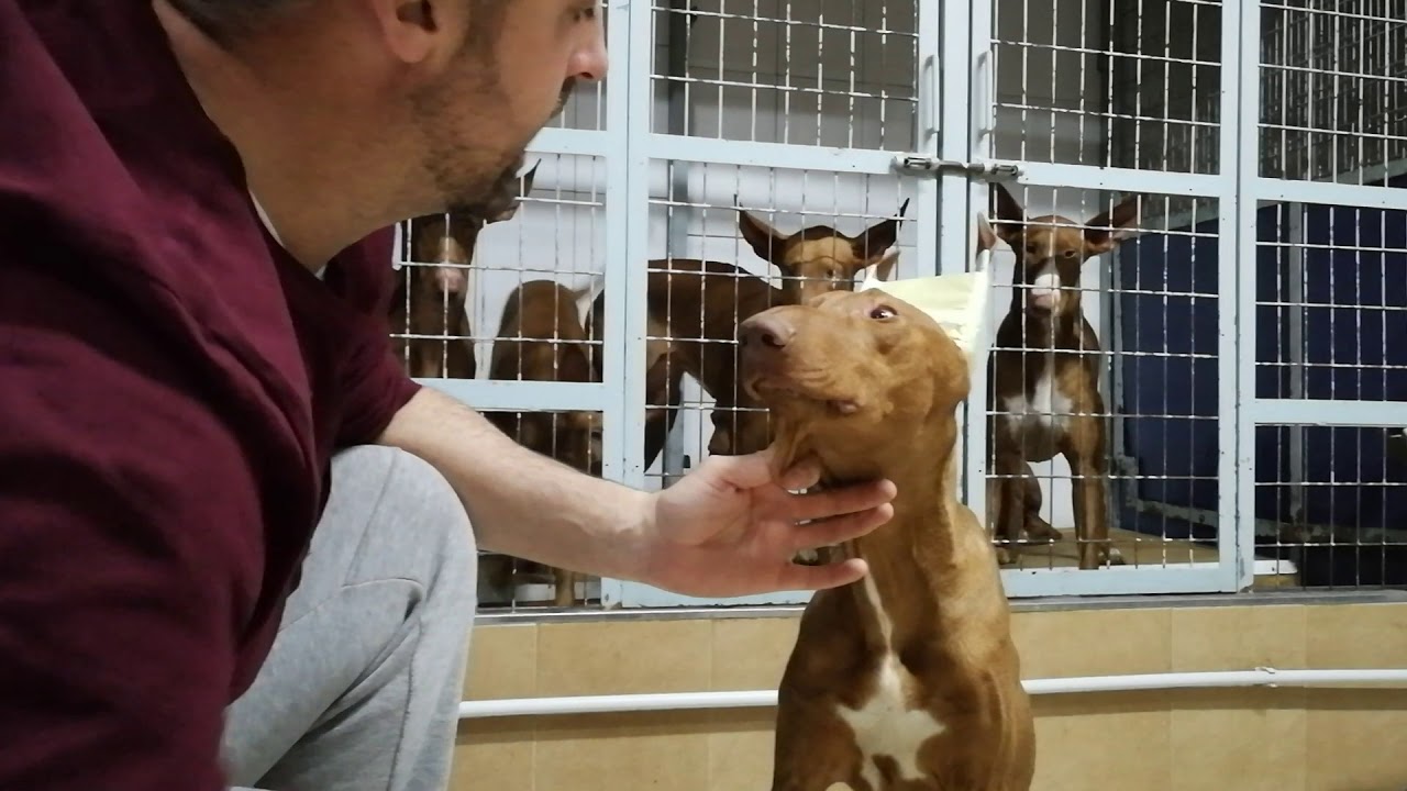 Envelar orejas (De La Sierra)