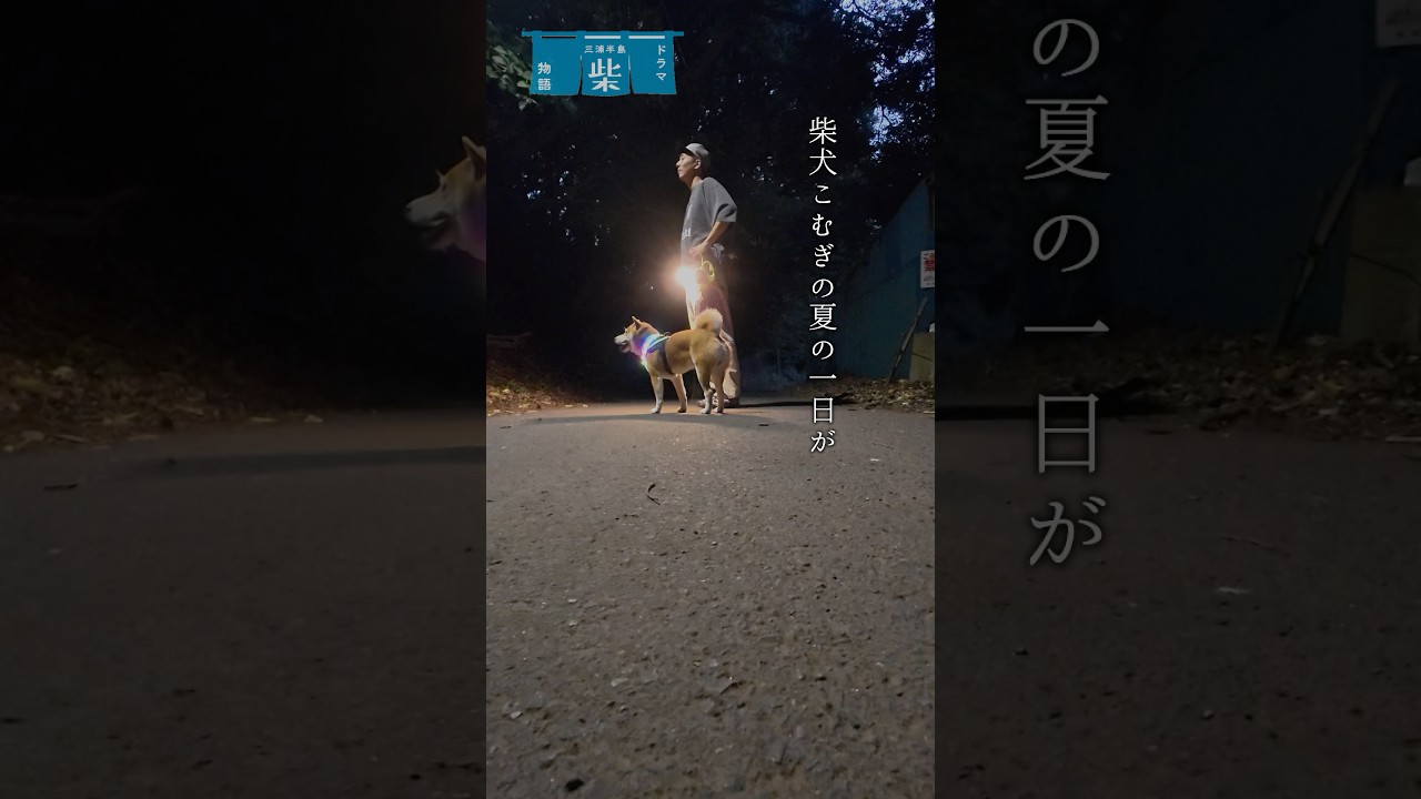 ドラマ「柴犬こむぎの夏の一日」