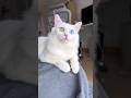 Cat Two Colour Eyes Youtubeshorts Cats Ytshorts Viral 