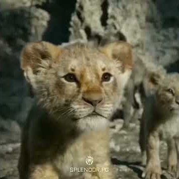 Status Wa belajar lah dari singa yang di kerumuni Heina inih