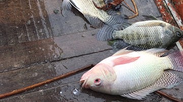 Kích Cá 8f Bắt Cá Rô Phi Cụ / Thú Vui 3 Miền