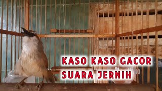 BURUNG KASO KASO GACOR SUARA JERNIH, COCOK UNTUK MASTERAN