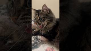 Poor Fred #shortvideo #cats #catvideos #shorts #shortvideo