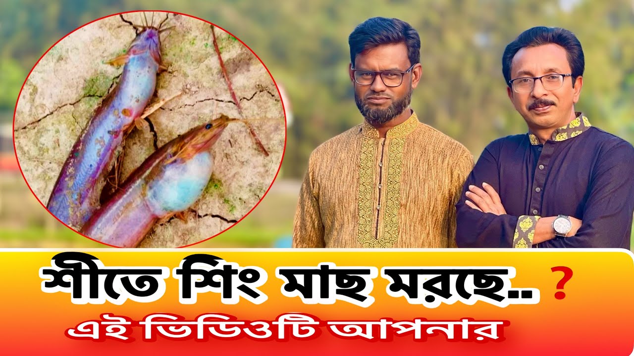 শিং মাছের শীতকালীন পরিচর্যার কৌশল | High Density Shing Fish Farming | catfish bd 