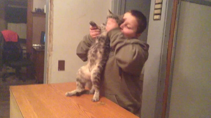 Cat is dancing