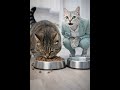 Seu gato só come ração seca? Tem um motivo (e pode causar problema renal) #pets #cat #gatos