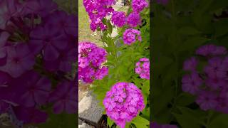 My lovely garden phlox #phlox