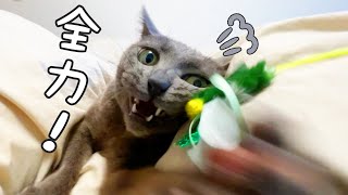 ご飯前に息切れするほど全力で遊ぶ猫ハムちゃん