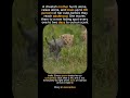 The Fastest Mom Has No Backup #cheetah #wildlife #animals #animalshorts #facts #nature #viral