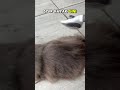 Sisir grooming awet