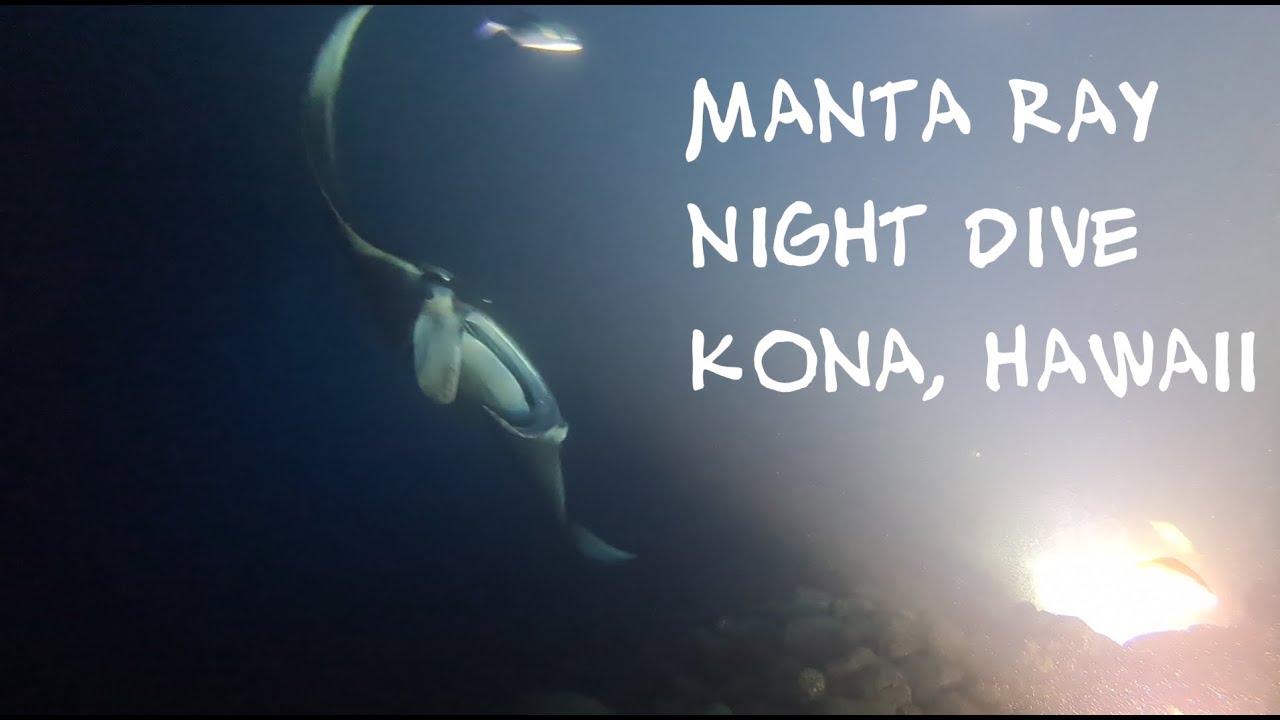 Manta Ray Night Dive - Kona, Big Island, Hawaii