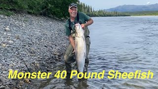 Sheefish Fishing in Alaska