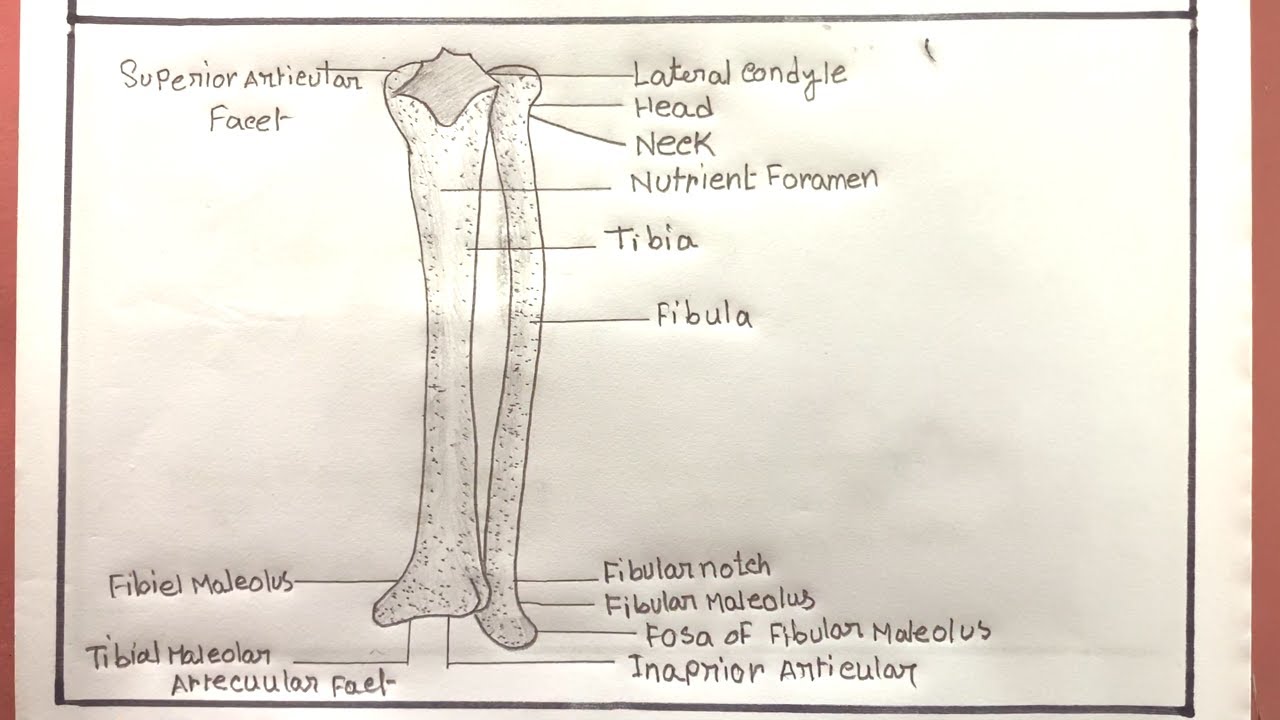 How To Draw Radius And Ulna Bone/Radius And Ulna Diagram