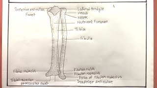 How To Draw Radius And Ulna Bone/Radius And Ulna Diagram