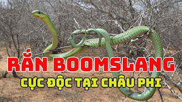 Rắn Boomslang Độc Nhất Châu Phi Gây Xuất Huyết Nội Tạng