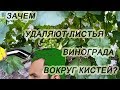 Зачем удалять листья вокруг кистей. Мифы и реальность.