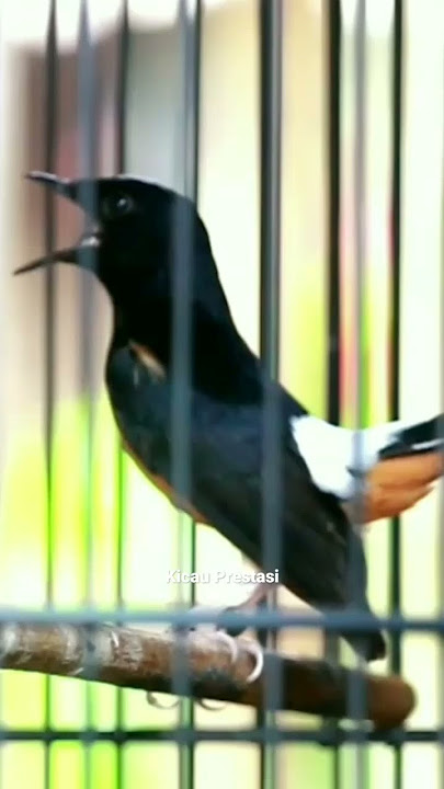 Tembakan murai batu isian lovebird