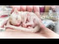 むっちむちのモモンガの赤ちゃん! もしかして君はたわらちゃん?