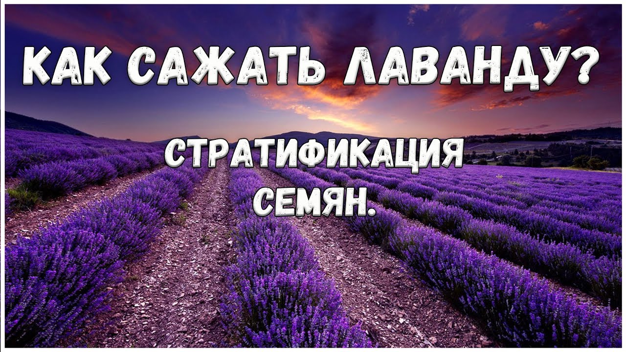 Берёзка комнатное растение - уход и выращивание Берёзка комнатное растение - уход и выращивание