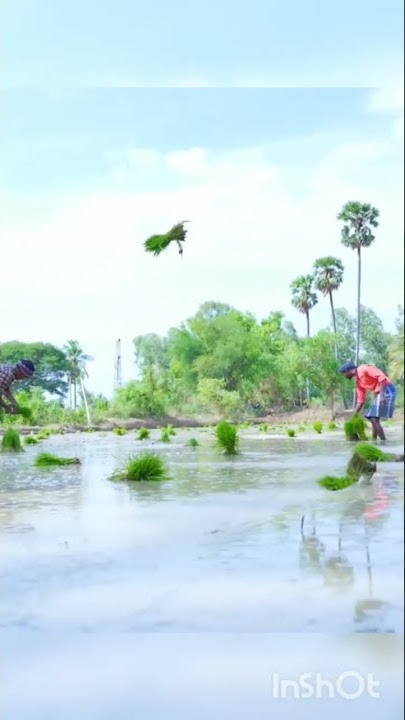 Paddy Cultivation sound Indan  paddy field Work sound asmr